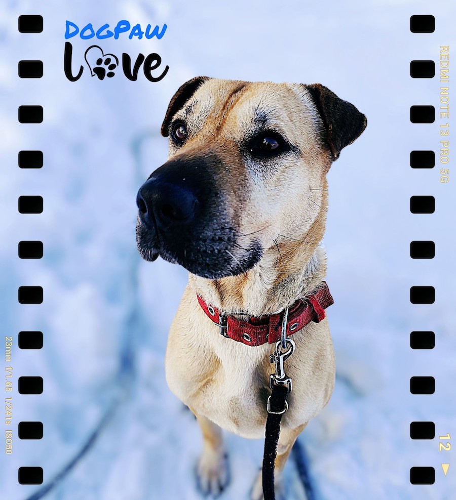 Oświadczenie wolontariuszy