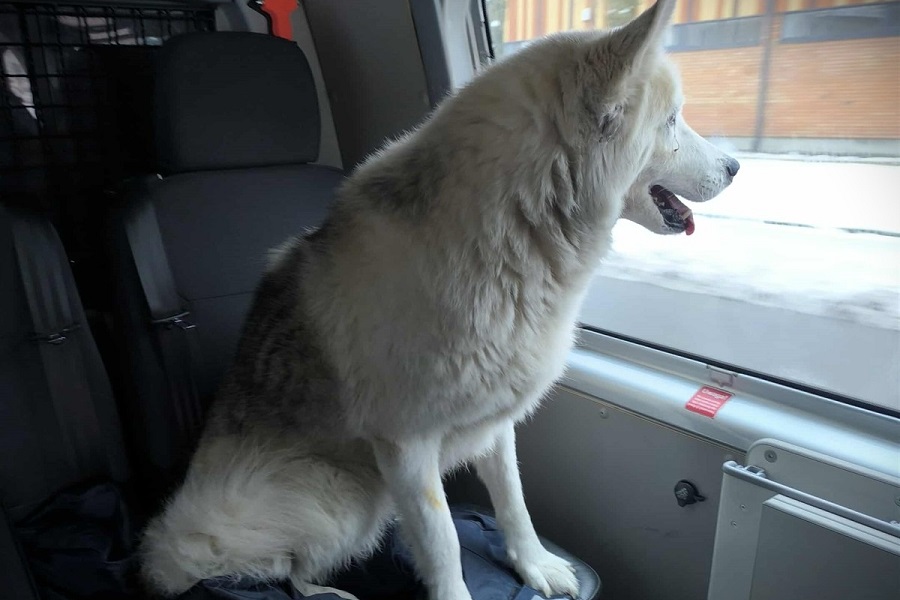 Pies samotnie podróżował... pociągiem