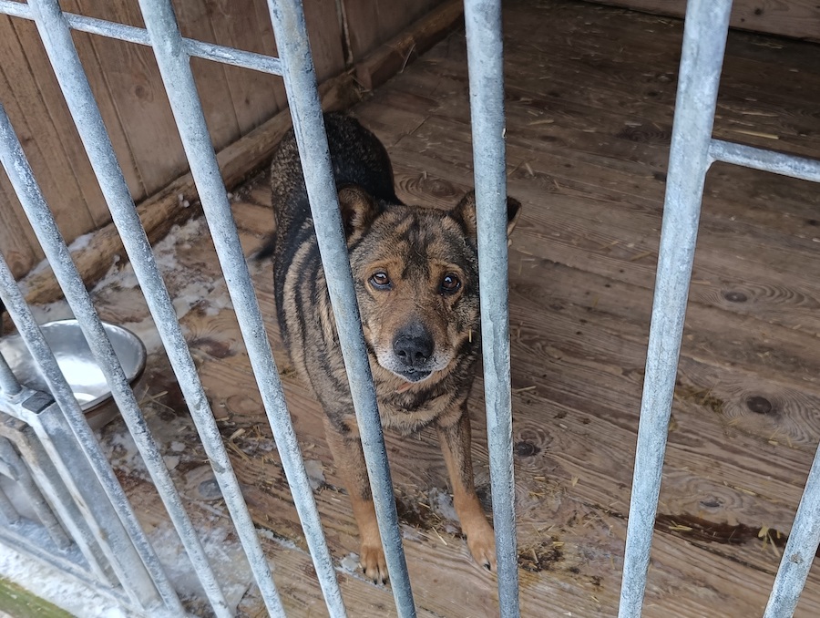 schronisko w Pawłowie