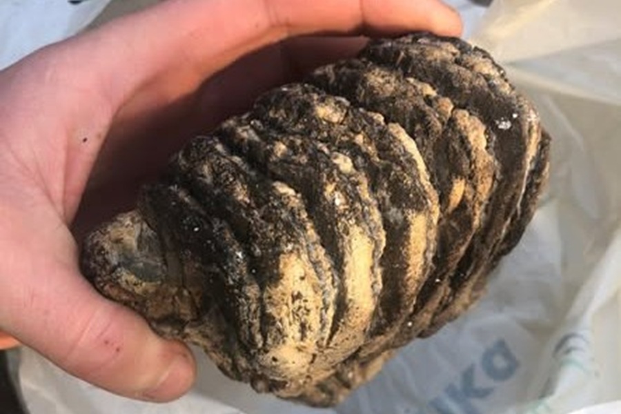 Na terenie powiatu makowskiego znaleziono ząb mamuta!