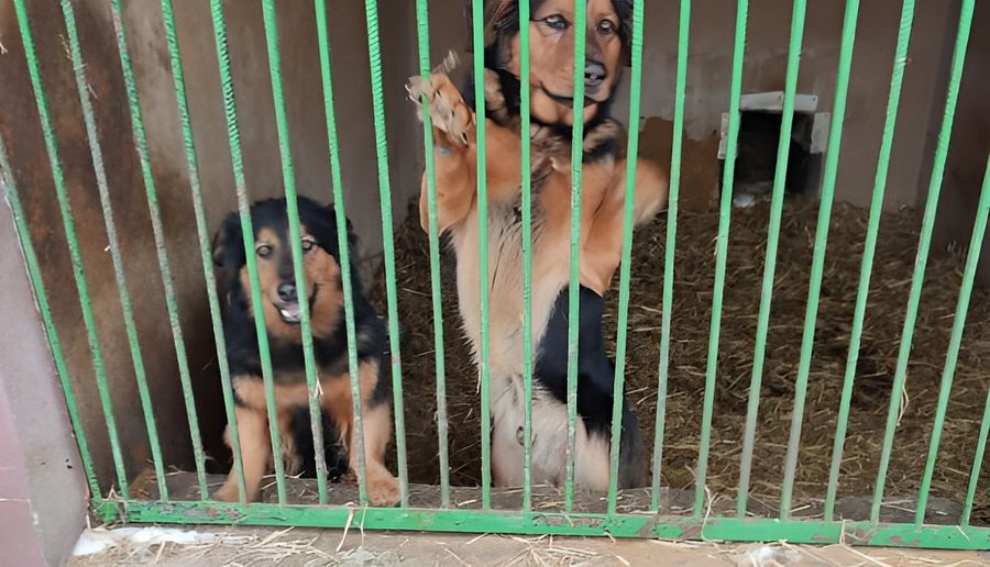 Mławskie psy w Węgrowie