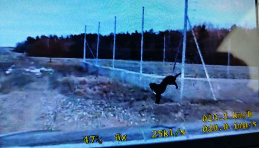 Dramat przy S7. Policjanci wycięli psa z pułapki