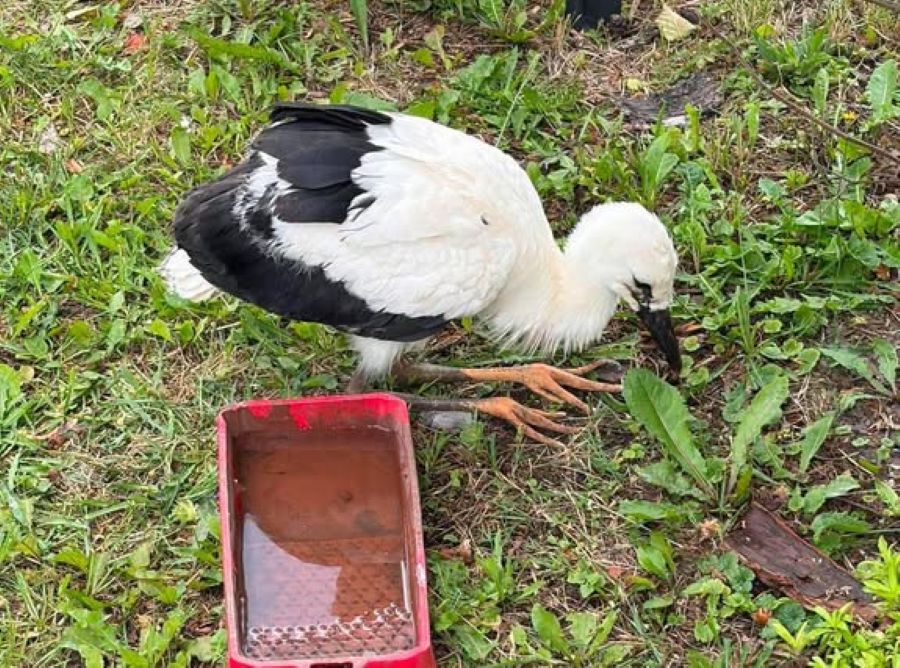 Uratowali młodego bociana, który wypadł z gniazda