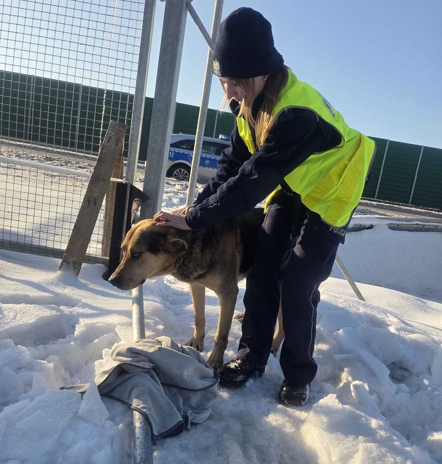 Po krajowej siódemce biegał niewidomy pies. Zabezpieczono go w schronisku 