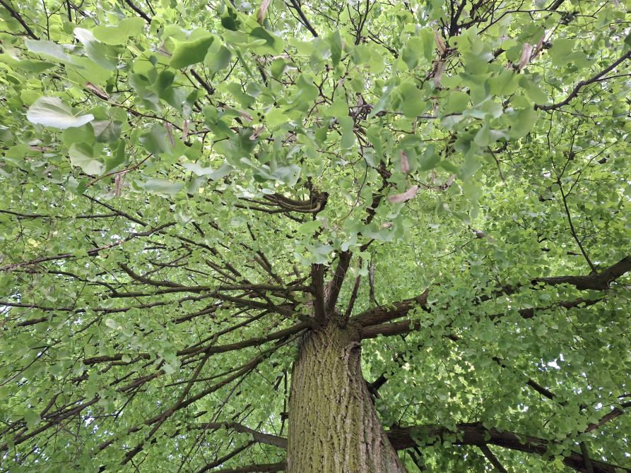 Płońsk. Rusza wielomilionowy projekt zielono-niebieskiej infrastruktury