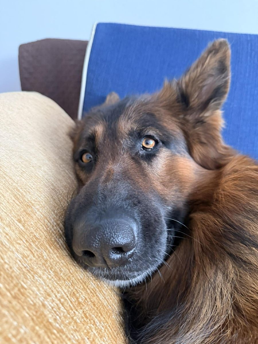 Płońsk. Rusza program sterylizacji i kastracji zwierząt