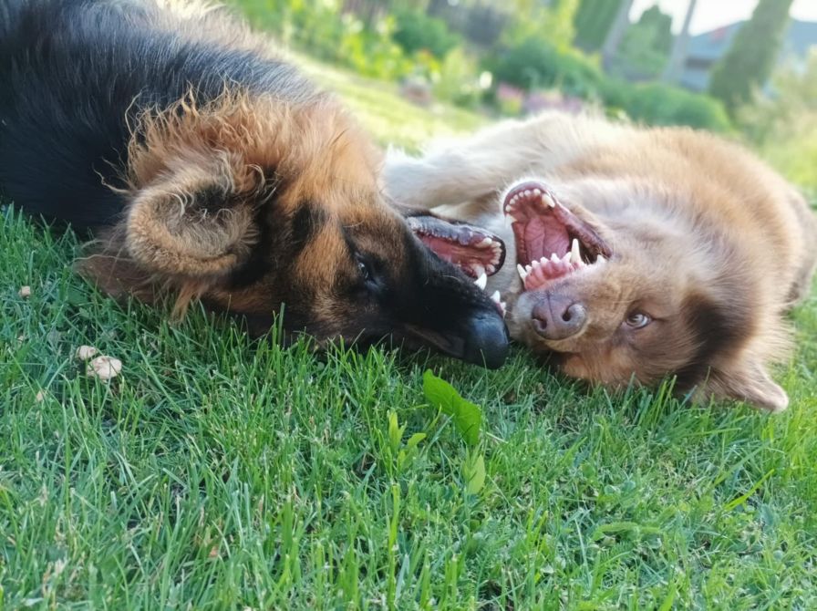 Świetna wiadomość dla właścicieli czworonogów. Powstanie wybieg dla psów