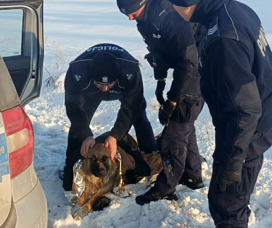 Wychłodzony pies uratowany w powiecie przasnyskim