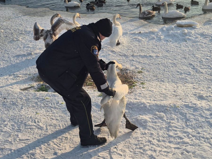 Narew, zamarznięta rzeka, ratunek łabędzia