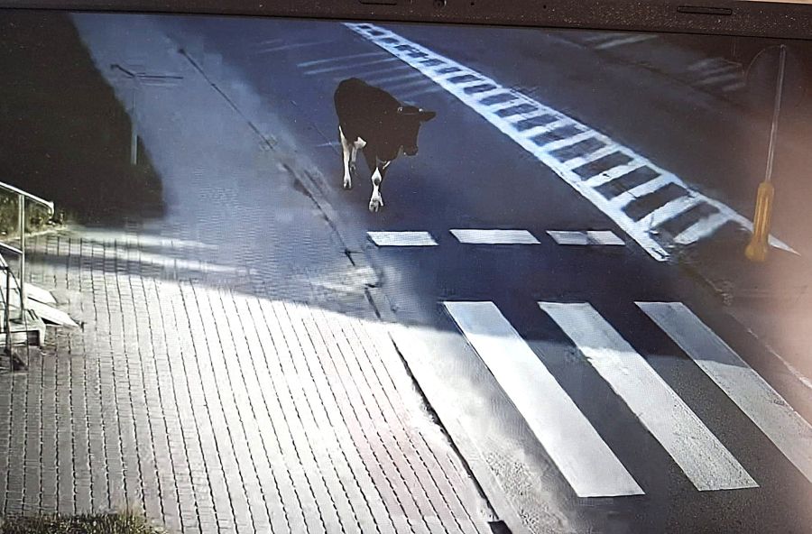 Krowa ruszyła w miasto. Nietypowa interwencja żuromińskich policjantów