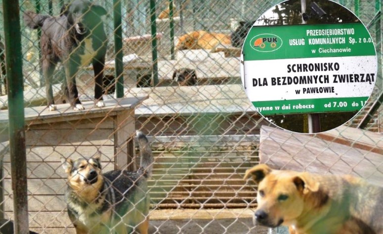 Jedna kandydatka na kierownika schroniska w Pawłowie. Komisja spotka się z nią w przyszłym tygodniu